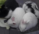 budgerigar 7 pcs