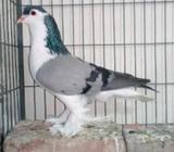 Lahori running male