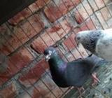 Pigeon
