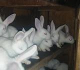 Rabbit baby