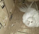 Albino female