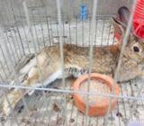 Rabbit cotton tail sell hobe