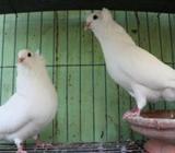 white bombaiya