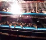 koel pakhir khaca sell hobe