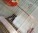 khacha