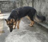 gsd longcoat