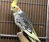 Cockatiel Female