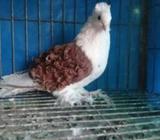 Read frillback female raining all ok