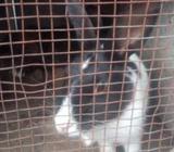 Rabbit sale
