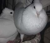 kobutor