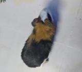 Guinea pig
