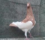 1 piece yellow magpie male