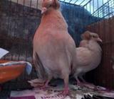 King size Holud Bombai