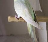 Rainbow female