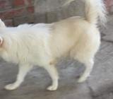 spitz male