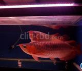 Magnificent RTG Arowana Golden Arowana Asian Arowana Red Aro