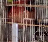 বাজিগার বিক্রয় হইবà§