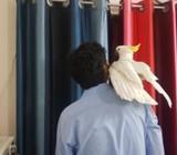 Full Tamed Sulphur-Crested Cockatoo