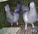 Silver Huma pigeon