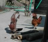 চিলা চুইঠাল মাদà¦