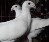 জার্মান বিউটà¦