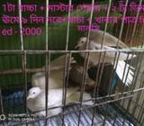 Austelian dimond dove