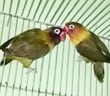 ফুল এডাল্ট অলিভ চিকমার্কস লাভবার্à¦