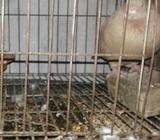 চুইঠাল লালগিয়ার নর - Pigeon