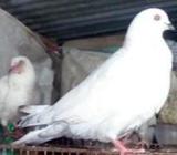 কালদম রানিং নà¦
