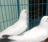 কালদম মাদি রানিà¦