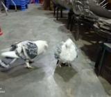 এক জোড়া ঝরনা সাটিন বিক্রয় হবà§
