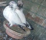 পাকিস্থানি আর জিরে