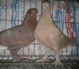 দূই জোরা কবুতà¦