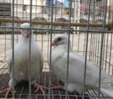 কাকজি কবুতà¦