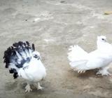 লক্ষা কবুতর (রানিং