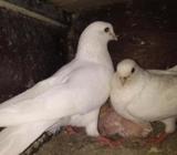 একজোড়া রানিং কারজ্জি কবুতà¦
