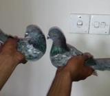 রানিং বাঘা পেয়াà¦