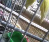 বাজরিকা পাখà¦