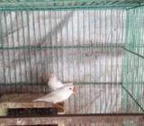 ফিঞ্চ (সাদা