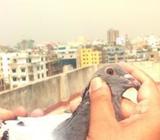 রেসার কবুতà¦
