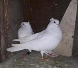 চুইটাল খাগজি রানিà¦