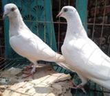মাদরাজী হাইফ্লাইয়ার বাচ্চà¦