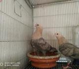 Pigeon