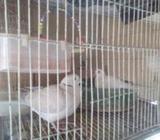 ঘুঘু পাখà¦