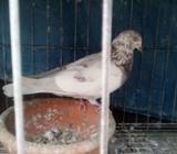 নর (পাংখি