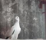 কবুতর সেà¦