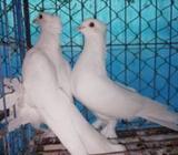 ইন্ডিয়ান লোটà¦