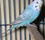 Rainbow producer breeding Female