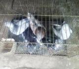 ভালো মানের ৫ টা গরম নর আছà§
