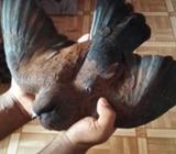 Pigeon